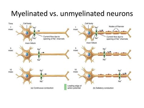 Properties of nerves, Excitability & directions of conduction in the ...