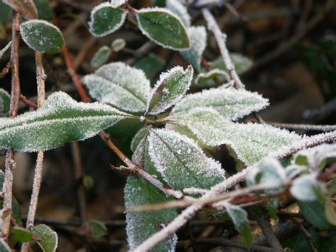 How To Protect Your Garden From Wind, Frost + Freezes | INSTALL-IT-DIRECT