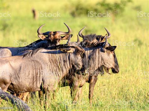 Blue Wildebeest Herd Out In The Wild Stock Photo - Download Image Now - Africa, Animal, Animal ...