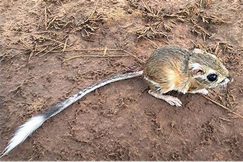 Wildlife agencies ask Texans to help save kangaroo rats | GreenSource DFW