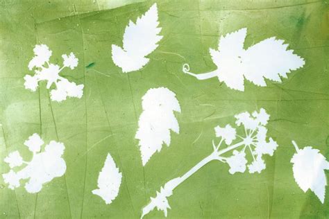 Jelly Print Examples | Cow parsley, Monoprint, Print