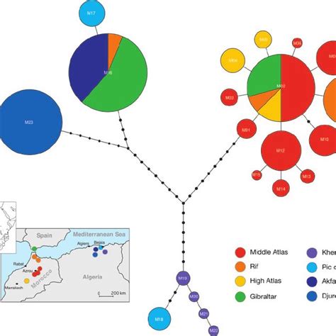 Haplotype network generated on the basis of the maximum-likelihood ...