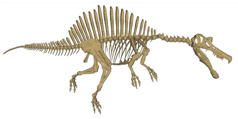 Spinosaurus Skeleton Free Stock Photo - Public Domain Pictures