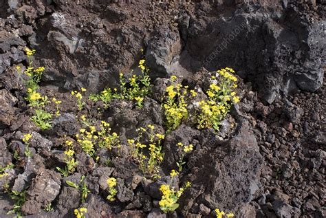 Plants in volcanic soil - Stock Image - C054/7439 - Science Photo Library