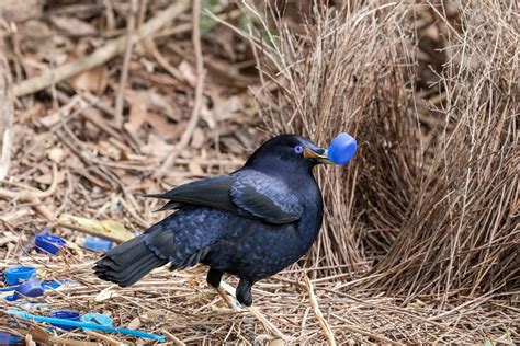 Bowerbird | Description, Courtship, & Facts | Britannica