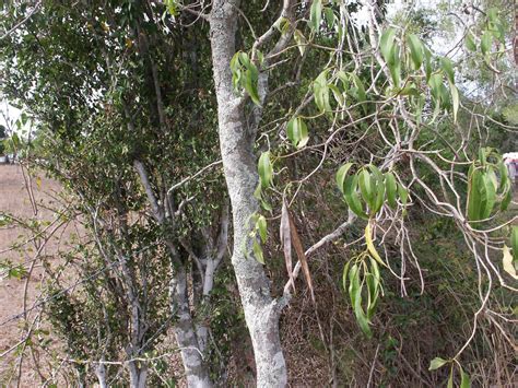 Alstonia constricta"Bitter Bark" - Paten Park Native Nursery