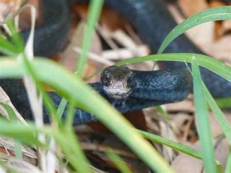 Black Racer Snake - Nature Walks with Judy