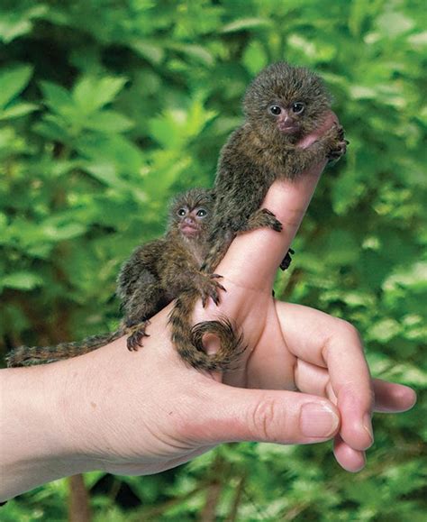 Pygmy Marmoset Facts, Baby, Habitat, Diet, Adaptations, Pictures