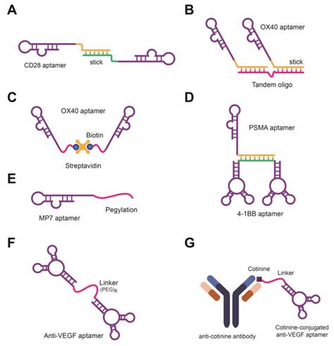 Molecules | Free Full-Text | Applications of Cancer Cell-Specific Aptamers in Targeted Delivery ...