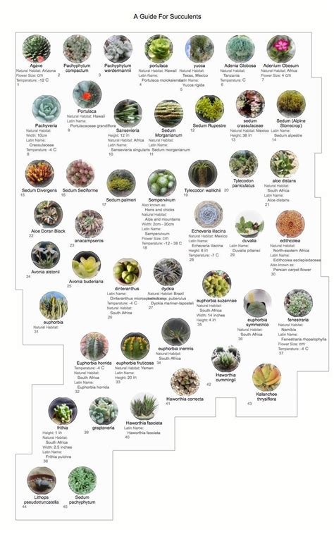 Cactus and Tender Succulents forum: Help with a list of succulents! - Garden.org | Succulent ...