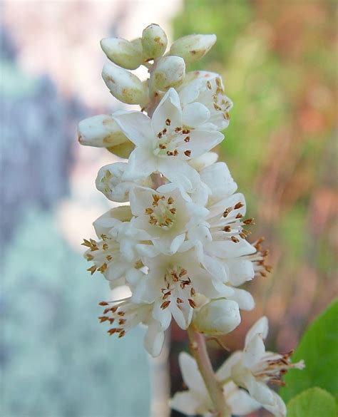 Clethra alnifolia (coastal sweet-pepperbush): Go Botany