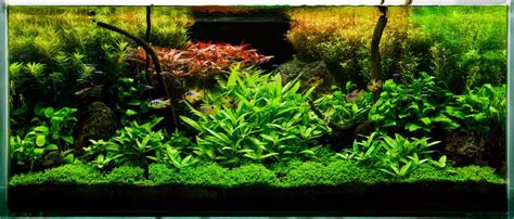 Top 5 Tetras for Beginners - Fishkeeping Advice