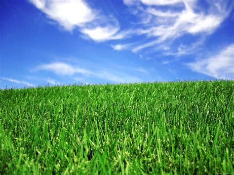 Free photo: Green grass - Field, Flora, Fresh - Free Download - Jooinn