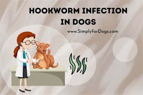 Hookworm Infection in Dogs (Quick Prevent) - Simply For Dogs