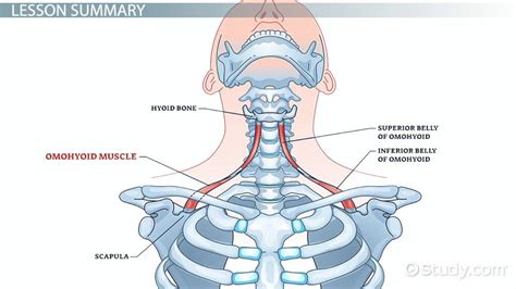 Sternohyoid Muscle Diagram