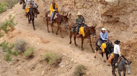 Take a 360 mule ride down the Grand Canyon - YouTube