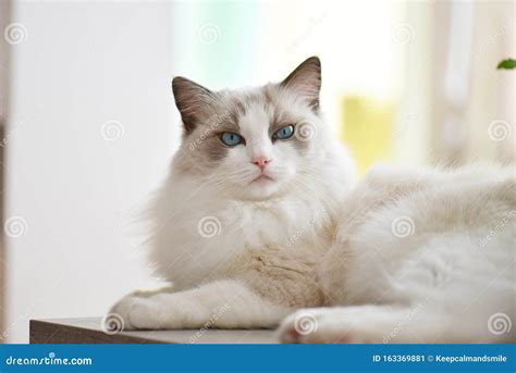 Blue Bicolor Ragdoll Chilling on a Table Stock Image - Image of hear, fluffy: 163369881