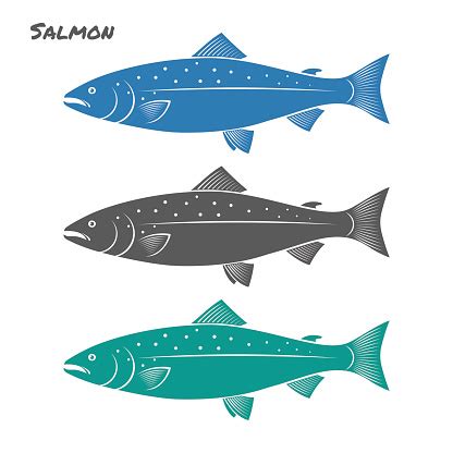 Salmon Fish Vector Illustration On White Background Stock Illustration - Download Image Now - iStock