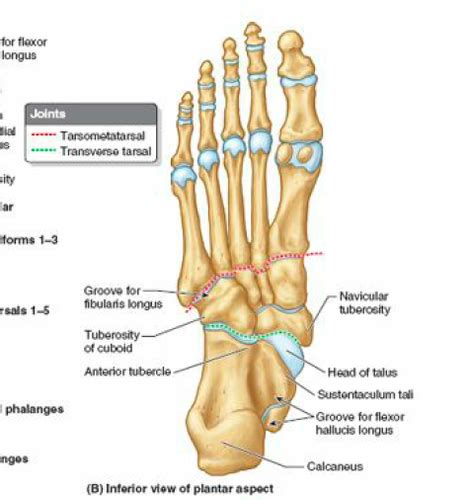 Article 20-The function of the midtarsal joint (MTJt), A review of the literature, by Tweed et ...