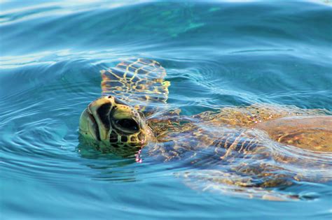 Snorkeling with turtles is magical. - Hawaii Ocean Rafting