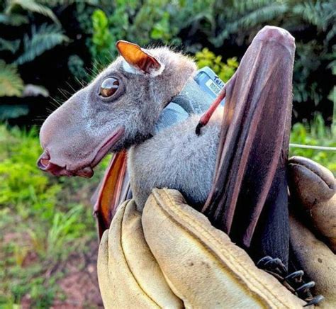 Male hammerhead bats have a large head with enlarged rostrum, larynx and lips that allows for ...