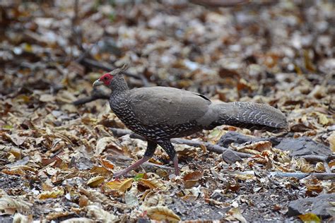 Kalij Pheasant Female Photograph by David Hohmann - Fine Art America