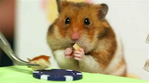 CUTE VIDEO: Competitive eater Takeru Kobayashi takes on tiny hamster in ...