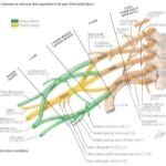 Embryonic Plan of the Brachial Plexus