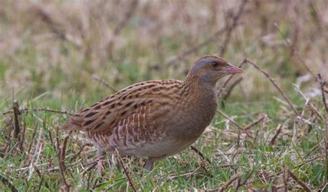 Corncrake Bird - Facts, Information & Pictures