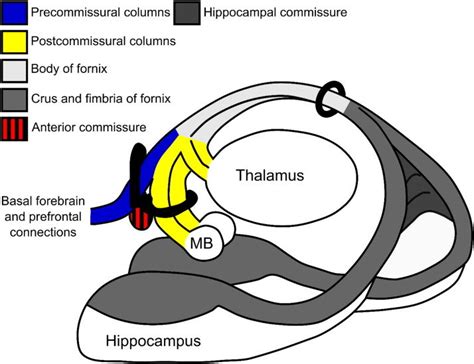 Fornix Thalamus