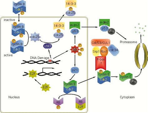 Serine and threonine phosphorylation events regulate cell cycle progression