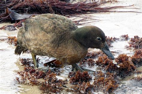 Campbell Island Teal : Birding NZ