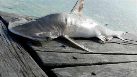 A New Hammerhead Shark Species May Have Just Been Discovered | Mental Floss