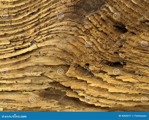 Driftwood stock image. Image of grain, weathered, texture - 4265371