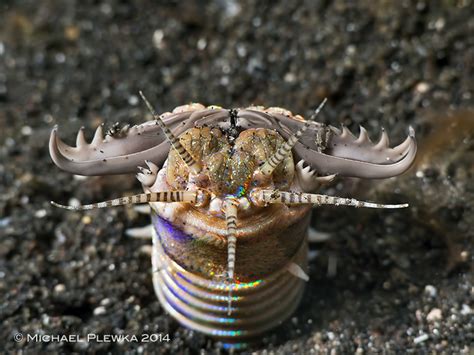 critters of the coral triangle; Eunice aphroditois - Bobbit Worm ...