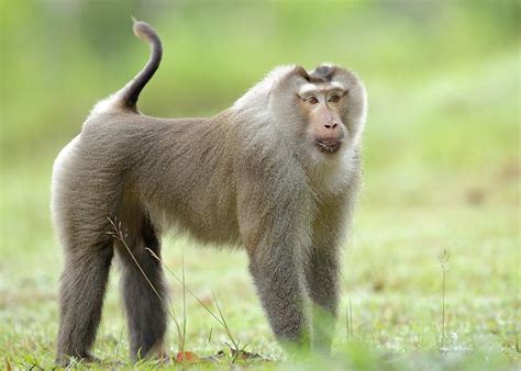 Northern Pig-Tailed Macaque, Macaca leonina