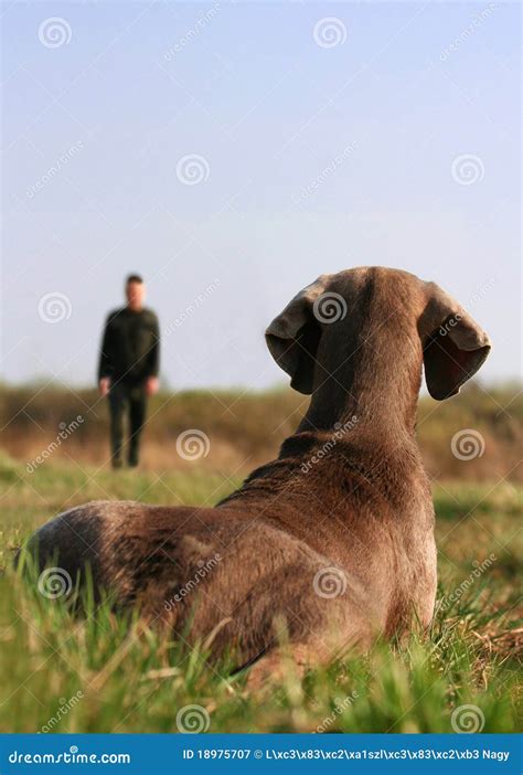 Weimaraner on dog training stock image. Image of meadow - 18975707