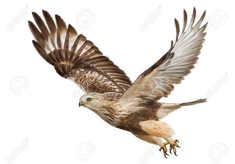 Hawk Flying Drawing at GetDrawings | Free download