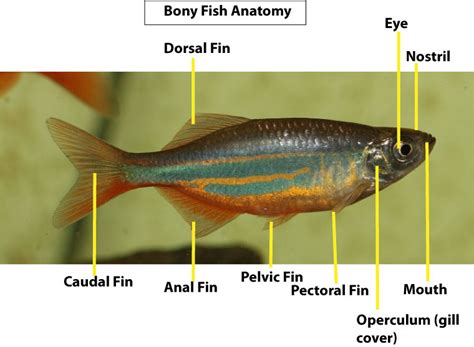 Spectacular Summer Science: Fish Activities for Kids – Growing With Science Blog