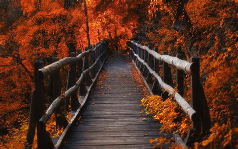 768x1024 Resolution A Bridge in Autumn Season 768x1024 Resolution ...