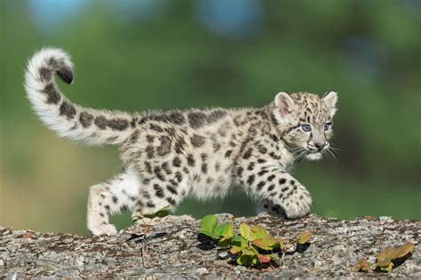 Snow Leopard Baby