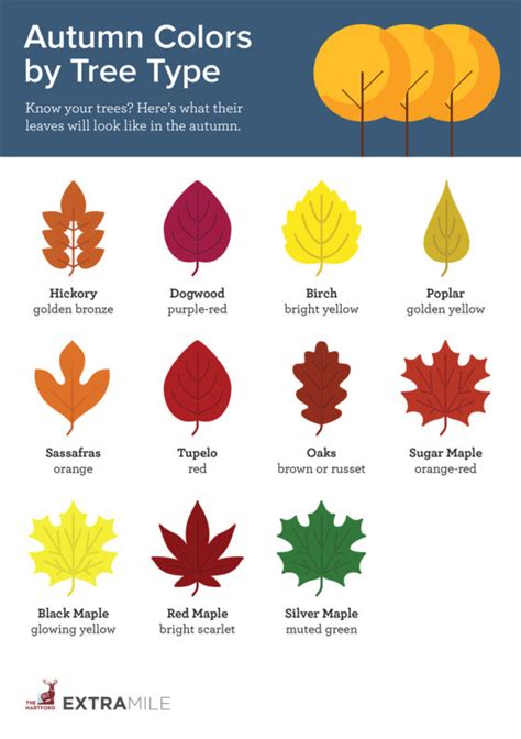 What You Need To Know About Leaf Peeping