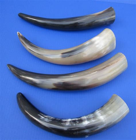 13-7/8 to 16 inches Pack of 4 Polished Water Buffalo Horns for Sale