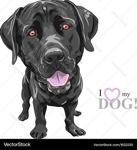 Black dog breed labrador retriever Royalty Free Vector Image