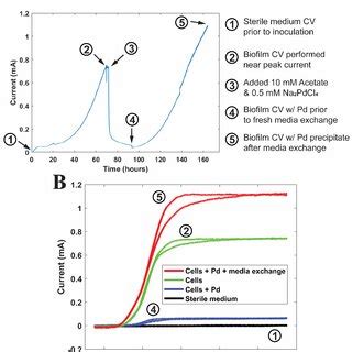 Representative chronoamperometry and cyclic voltammetry, of a ...