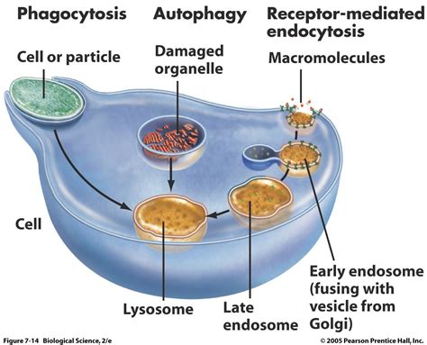 Lysosome - Bing Images