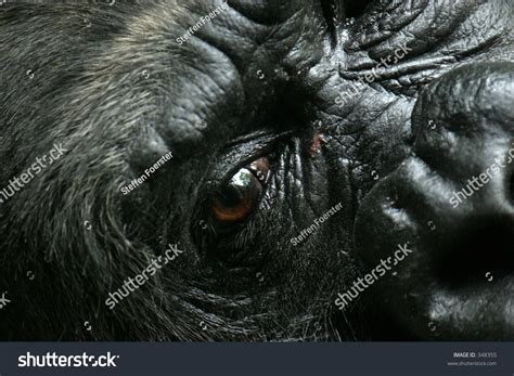 Closeup Gorilla Face Open Eye Stock Photo 348355 - Shutterstock