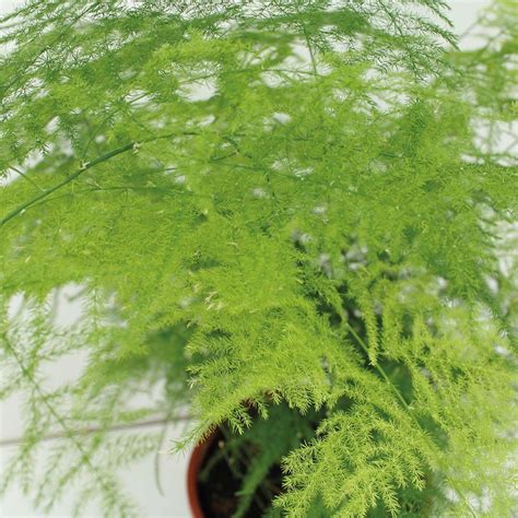 Asparagus Setaceus Plumosus - 45 cm