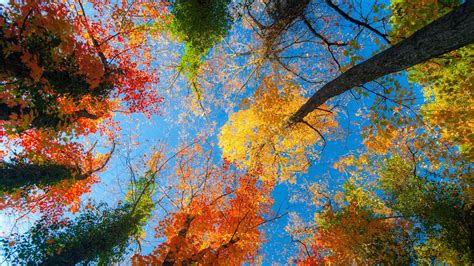 Autumn Trees HD Wallpapers - Wallpaper Cave