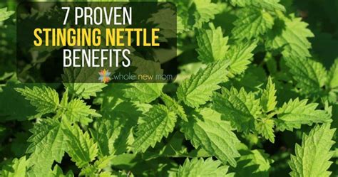 7 Proven Stinging Nettle Benefits - Whole New Mom